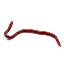 HENGJIA 8cm Fishing Soft Lure Trout Worm Earthworm Bait Realistic Fake Bloodworm Maggot Soft Bait - Red - View 6