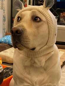 静音狗耳朵，防噪音针织狗帽，保暖冬季犬猫帽，适合中大型宠物，纯色兔耳朵造型，保暖防风宠物帽，适合大型犬日常使用 - 彩色 - 查看 7