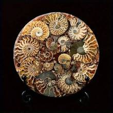 天然菊石化石圆盘，适合家居装饰、办公摆件，也是馈赠亲友的佳品。 - 100-200克 - 查看 4