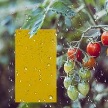 10 Pack Yellow Sticky Fly Trap Paper Fruit Flies Insect Aphids Glue Catcher Bug - Yellow - View 3