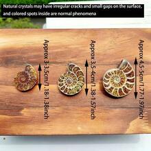 1件天然抛光菊石贝壳化石，菊石化石贝壳螺旋抛光天然化石宝石菊石水晶装饰，岩石水晶有天然裂纹，非损坏。真正的菊石鹦鹉螺化石——出土奇观，展现大自然的艺术，耀眼的家居装饰，各种尺寸和设计，DIY - 彩色 - 查看 9