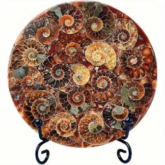 Doğal Amonit Fosili Disk, Ev Dekorasyonu, Ofis Süsü, Aile ve Arkadaşlar İçin Hediye Olarak Uygundur