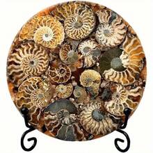 天然菊石化石圆盘，适合家居装饰、办公摆件，也是馈赠亲友的佳品。 - 100-200克 - 查看 5