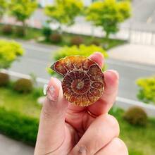 1件天然抛光菊石贝壳化石，菊石化石贝壳螺旋抛光天然化石宝石菊石水晶装饰，岩石水晶有天然裂纹，非损坏。真正的菊石鹦鹉螺化石——出土奇观，展现大自然的艺术，耀眼的家居装饰，各种尺寸和设计，DIY - 彩色 - 查看 12