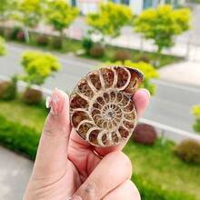 1件天然抛光菊石贝壳化石，菊石化石贝壳螺旋抛光天然化石宝石菊石水晶装饰，岩石水晶有天然裂纹，非损坏。真正的菊石鹦鹉螺化石——出土奇观，展现大自然的艺术，耀眼的家居装饰，各种尺寸和设计，DIY - 彩色 - 查看 15