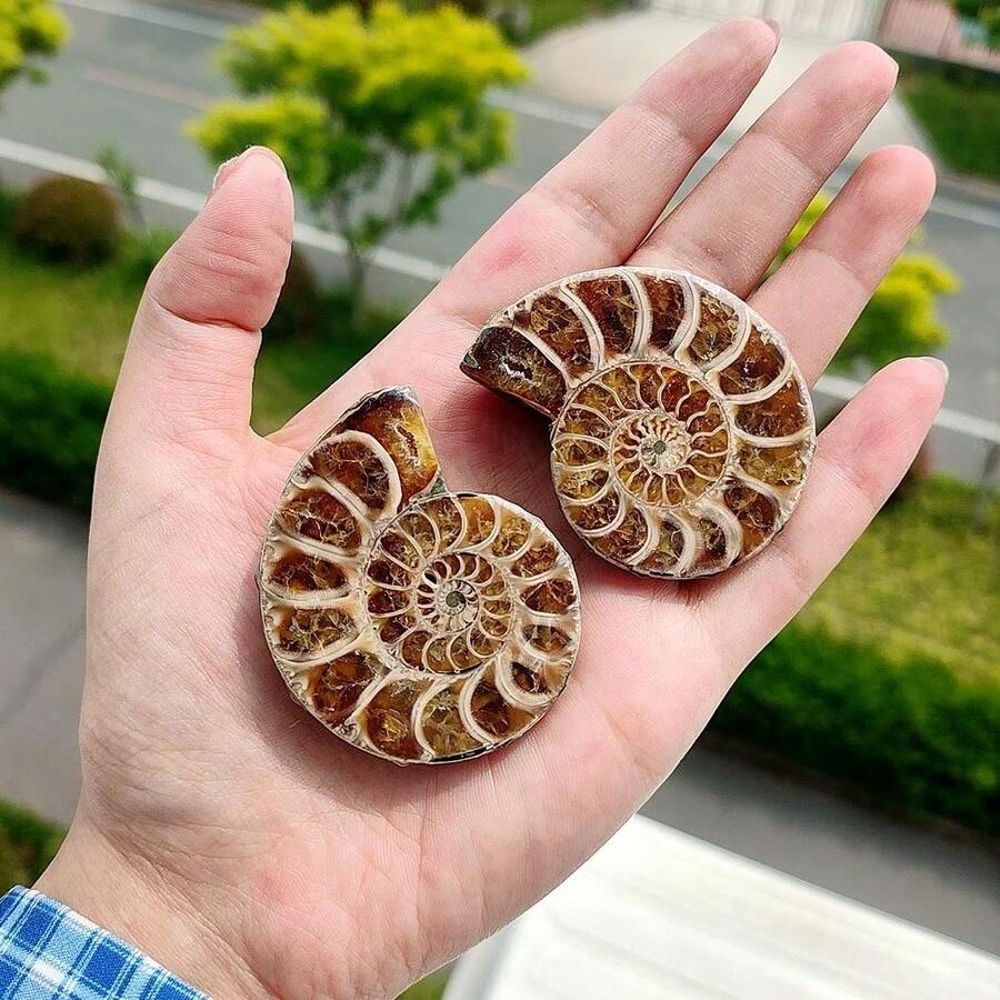 1件天然抛光菊石贝壳化石,菊石化石贝壳螺旋抛光天然化石宝石菊石水晶装饰,岩石水晶有天然裂纹,非损坏。真正的菊石鹦鹉螺化石——出土奇观,展现大自然的艺术,耀眼的家居装饰,各种尺寸和设计,DIY - 彩色 - 查看 1