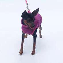Ropa de lana para perros pequeños, chaleco cálido para cachorros y gatos, chaqueta de Bulldog Francés Shih Tzu Chihuahua, abrigos de Pug, primavera y otoño - 1 pieza rosa morada roja - Ver 6