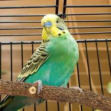 Bird Cage Accessories - Maroon - View 9