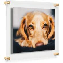 MX   Marco de fotos de acrílico flotante de doble panel transparente de 8 x 10 pulgadas con herrajes dorados para mostrar arte y fotos en la pared - Herrajedorado - Ver 1
