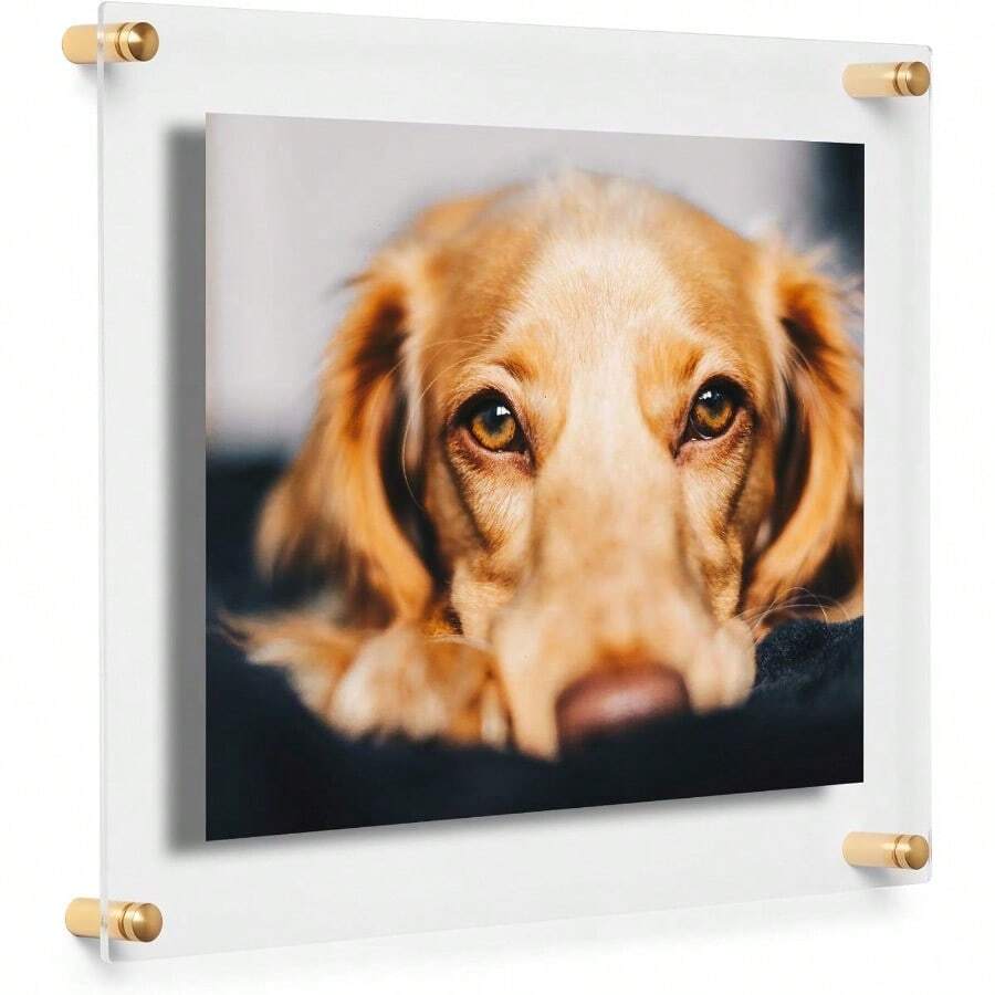 MX Marco de fotos de acrílico flotante de doble panel transparente de 8 x 10 pulgadas con herrajes dorados para mostrar arte y fotos en la pared - Herrajedorado - Ver 1