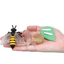 青蛙、乌龟、鸡、昆虫、动物和植物生命周期模型（1件） - 彩色 - 查看 2