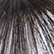 BrownBlack