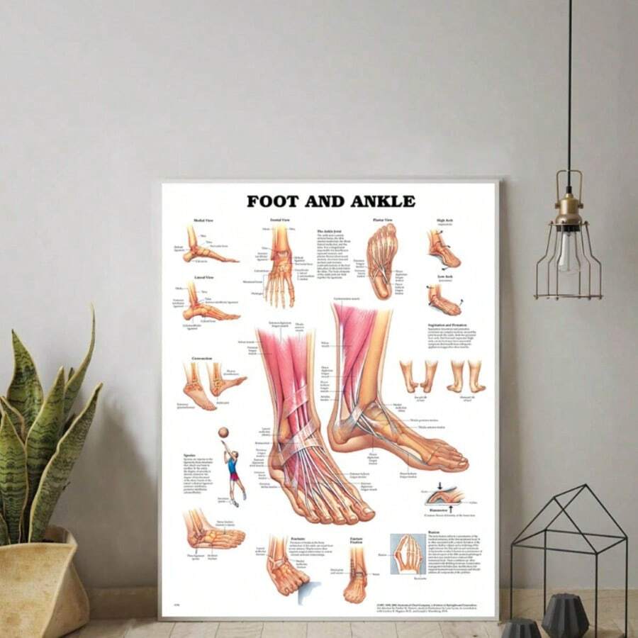 1 pieza, Pintura en lienzo sin marco, Obra de arte decorativa para la habitación, Arte de pared en lienzo anatómico de pies y tobillos - Sin marco, Póster educativo multicolor, Adecuado para profesionales médicos y estudiantes, Arte de póster en lienzo. - Multicolor - Ver 1