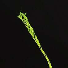 Fly Line Backing 20LB 30LB 100 Yds for Trout Fishing Orange White Fluorescent Yellow 2PCS - Blanco - Ver 5