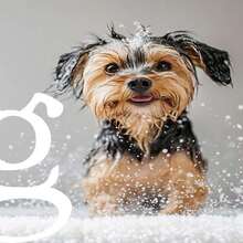Hypoallergenic Biodegradable Premium Dog Shampoo and Conditioner for Bathing - ‎Blanco - Ver 8