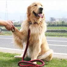 1 pieza Correa para perro tejida gruesa, adecuada para perros medianos y grandes - Diseño reforzado, sistema negro duradero sin herrajes, de larga duración, ideal para Golden Retrievers, Pastores Alemanes, Labradores y talla grande - Perfecto para entrenamiento y paseos - Multicolor - Ver 6