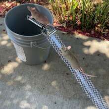 Reusable Mice Rat Mouse Killer Roll Trap Log Rolling Mouse Catcher Rodent Traps Mouse Control W/ 19.69in Mesh Ramp For Mice Rats Rodents Outdoors Indoors Use - 銀色 - 查看 9