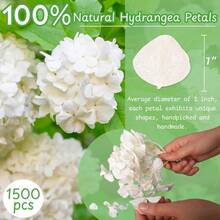 zxr 1500 pétalos de flores de hortensias blancas de marfil secas reales pétalos naturales para bodas fiestas confeti noche romántica decoración de propuestas manualidades 12 onzas125 - blanco - Ver 3