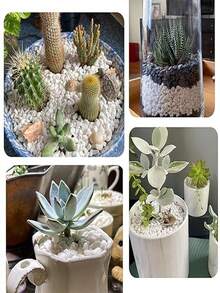 1000 جرام من الحصى المتنوع للصبار والكاكتوس، أحجار طبيعية مصقولة غير متماثلة بحجم 0.15-0.23 بوصة، حصى مناسب لزراعة النباتات والأواني الزجاجية والحدائق الخارجية، باللون الأبيض