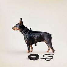 TACGEAR 军用 K9 项圈：重型防拉战术项圈，适用于德国牧羊犬和大型犬，配有减震弹性牵引绳（6 种尺寸）“瞬间制止拉扯！” 专业战术犬项圈套装 - 可拆卸军用尼龙颈部保护套，配有弹性减震牵引绳，适用于杜宾犬 - 彩色 - 查看 4