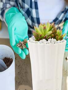 1000 جرام من الحصى المتنوع للصبار والكاكتوس، أحجار طبيعية مصقولة غير متماثلة بحجم 0.15-0.23 بوصة، حصى مناسب لزراعة النباتات والأواني الزجاجية والحدائق الخارجية، باللون الأبيض