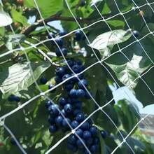 1pc, Multiple Size Options, Transparent White Cover With Various Green Plants, Reusable