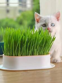 猫草种植盒，水培种植盒，花园种子发芽托盘，种子发芽托盘套装，塑料宠物碗，宠物友好型花盆，适用于猫草、小麦、豌豆、花生苗，阳台、办公室、家庭种植，宠物用品，情人节、母亲节礼物，不错的选择 - 彩色 - 查看 10