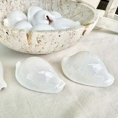 1PC Glossy White Sea Slug Shell 6-8cm | Fish Tank Decor, Bohemian Jewelry Charm, Beach House Ornament, Holiday DIY Craft & Wedding