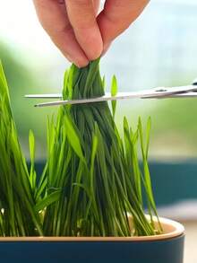 猫草种植盒，水培种植盒，花园种子发芽托盘，种子发芽托盘套装，塑料宠物碗，宠物友好型花盆，适用于猫草、小麦、豌豆、花生苗，阳台、办公室、家庭种植，宠物用品，情人节、母亲节礼物，不错的选择 - 彩色 - 查看 5