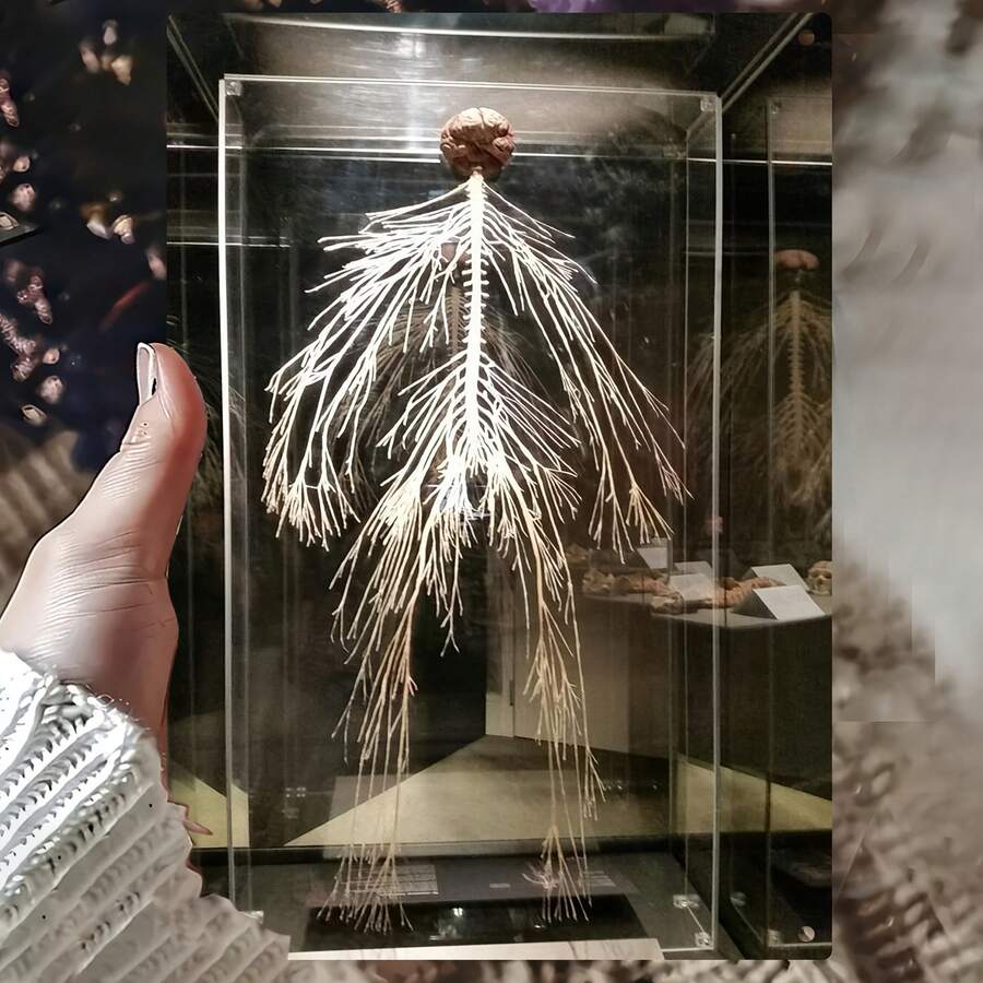 2D Flat Human Nervous System Anatomy Model - 2D Flat Medical Chart Style Brain And Spinal Cord Diagram Wall Decoration, 8x12inch (20x 30cm ) Iron Metal Educational Decoration, Suitable For Classrooms, Medical Offices, Homes - Retro Neuroscience Diagram, Suitable For Students And Doctors, 2D Flat - trộn - Xem 1