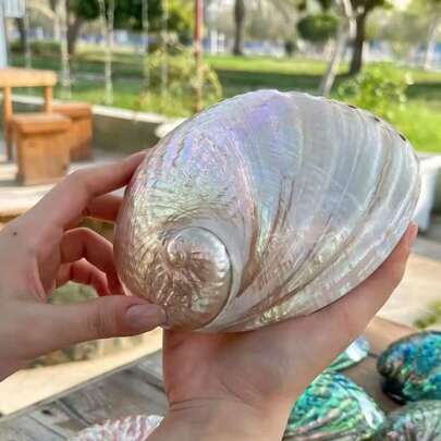 Khaki Iridescent New Zealand Large White Abalone Shell - Pearlescent Single Sided Polished Jewelry Organizer | Light Luxury Dresser Ornaments | Abalone Shell Candlestick