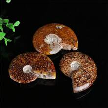 Natural Ammonite Decorative Ornament, Suitable For DIY Kit Matching, Is Also A Featured Decoration For Lunar New Year And St. Patrick's Day, Combining The Retro Texture Of Ammonite With The Casual Beauty Of Bohemian Style - Multicolor - View 6