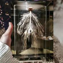 2D Flat Human Nervous System Anatomy Model - 2D Flat Medical Chart Style Brain And Spinal Cord Diagram Wall Decoration, 8x12inch (20x 30cm ) Iron Metal Educational Decoration, Suitable For Classrooms, Medical Offices, Homes - Retro Neuroscience Diagram, Suitable For Students And Doctors, 2D Flat - trộn - Xem 3