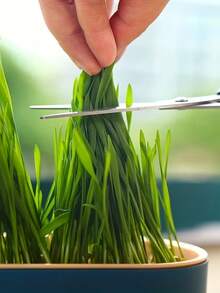 Cat Grass Planting Box, Hydroponic Planting Box, Garden Seed Germination Tray, Seed Germination Tray Set, Plastic Pet Bowl, Pet Friendly Flowerpot, Suitable For Cat Grass, Wheat, Pea, Peanut Sprouts, Balcony, Office, Home Planting, Pet Supplies, Valentine's Day, Mother's Day Gifts, Good Choice