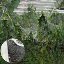 1pc, Multiple Size Options, Transparent White Cover With Various Green Plants, Reusable