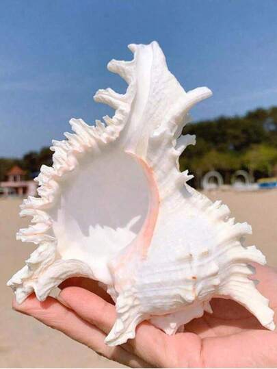 1pc Natural Seashell, Snail Material, Water Chestnut (Trapa Pulvinus), Aquarium Decor, Fish Tank Ornament, Hermit Crab Replacement Shell, Natural Seashell, Aquarium Landscaping Decor, Suitable For Home Decor, Bedroom Decor And Marine Theme Decor