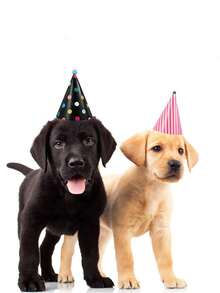 1 Set (11pcs) Birthday Party Cone Hats, Includes Pom Pom Balls, Cute Cake Cone Birthday Paper Hats, Adorable Crowns, Adult Party Hat Assortment, Bridal Wedding Centerpiece Party Hats, Colorful Hats And Crowns With Fluffy Balls, Birthday Party Hats, Party Supplies, Celebration Decorations - Multicolor - View 9