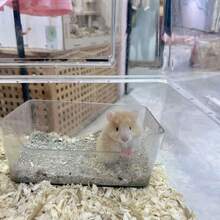 Hamster Toilet Basin, Bathroom Sand Litter Box For Hamsters, Fine Sand Bedding And Supplies For Small Pets, Odor Control And Antibacterial Properties For Rabbits, Multiple Sizes Available. - Style A - View 7