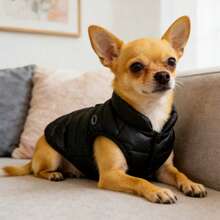 Winter Warm Dog & Cat Jacket - Thick Insulated Coat For Small Dogs | Soothing Colors Available: Cloud Blue (Light Blue), Classic Black - Multicolor - View 10