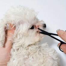 1 Set Pet Eye Cleansing Brush, Face Comb + Face Scissors, Removes Tear Stains, Crusts And Mucus, Grooms Fur, Suitable For Small Cats And Dogs, Easy To Clean - Multicolor - View 4