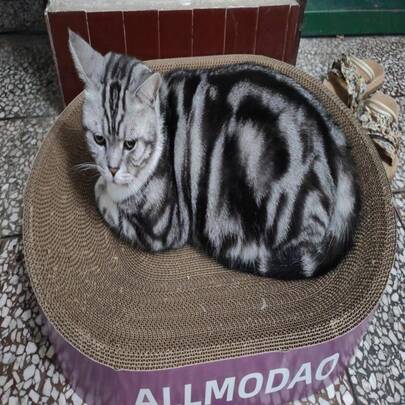 椭圆形瓦楞纸猫抓板带碗，高密度猫用品，猫抓板