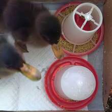 2pcs Automatic Pet Feeder & Waterer Set, 160ml Capacity, Poultry Automatic Drinker And Feeder, Small Chicken Feeder, Quail Waterer, Poultry Water Container, Poultry Watering Equipment, Feeding Cup, Yard, Lawn And Gardening