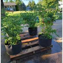 Vegetable/Flower/Plant Grow Bags 3/5/7/10 Gallon Thickened Non-Woven Grow Bags Aeration Fabric Pots With Handles Flower Pot - Black - View 3