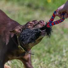 Tug-E-Nuff 犬用玩具 羊皮毛 口袋磁铁 橙色 拉伸玩具 9639-O 正品 - 写真の通り - チェックする 3