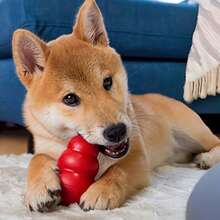 1 món đồ chơi cho chó hình quả bầu cổ điển cỡ trung bình, phù hợp với chó cỡ trung bình, được thiết kế để chó vồ, gặm, nhét đồ ăn vặt, độ nảy không đối xứng giúp kéo dài thời gian chơi, rất tuyệt vời cho chó cỡ trung bình. - Đỏ - Xem 3