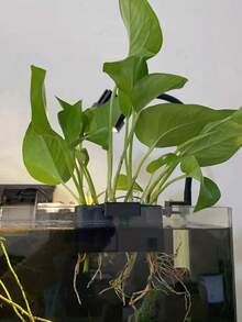 1pc Hanging Aquarium Plant Holder With Holes, Suitable For Aquatic Plants, Aquarium Decor - Black - View 10