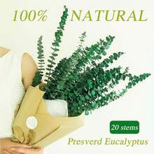 20 Pcs Preserved Dried Eucalyptus Stems, 17" Natural Fresh Eucalyptus Branches For Shower, Real Plant For Vase Filler, Dried Flowers Arrangement, Floral Home Decor - 彩色 - 查看 8