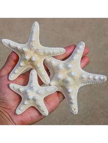 6件天然贝壳、螳螂虾、海星标本，地中海风格平台装饰，海洋主题墙面及家居装饰 - 彩色 - 查看 1