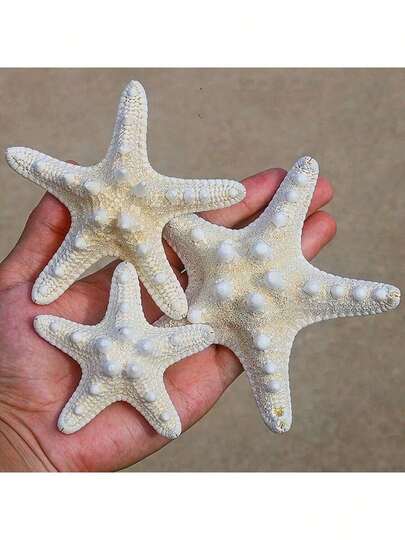 6pcs Natural Seashell, Mantis Shrimp, Starfish Specimens, Mediterranean Platform Decor, Marine Decoration For Wall And Home