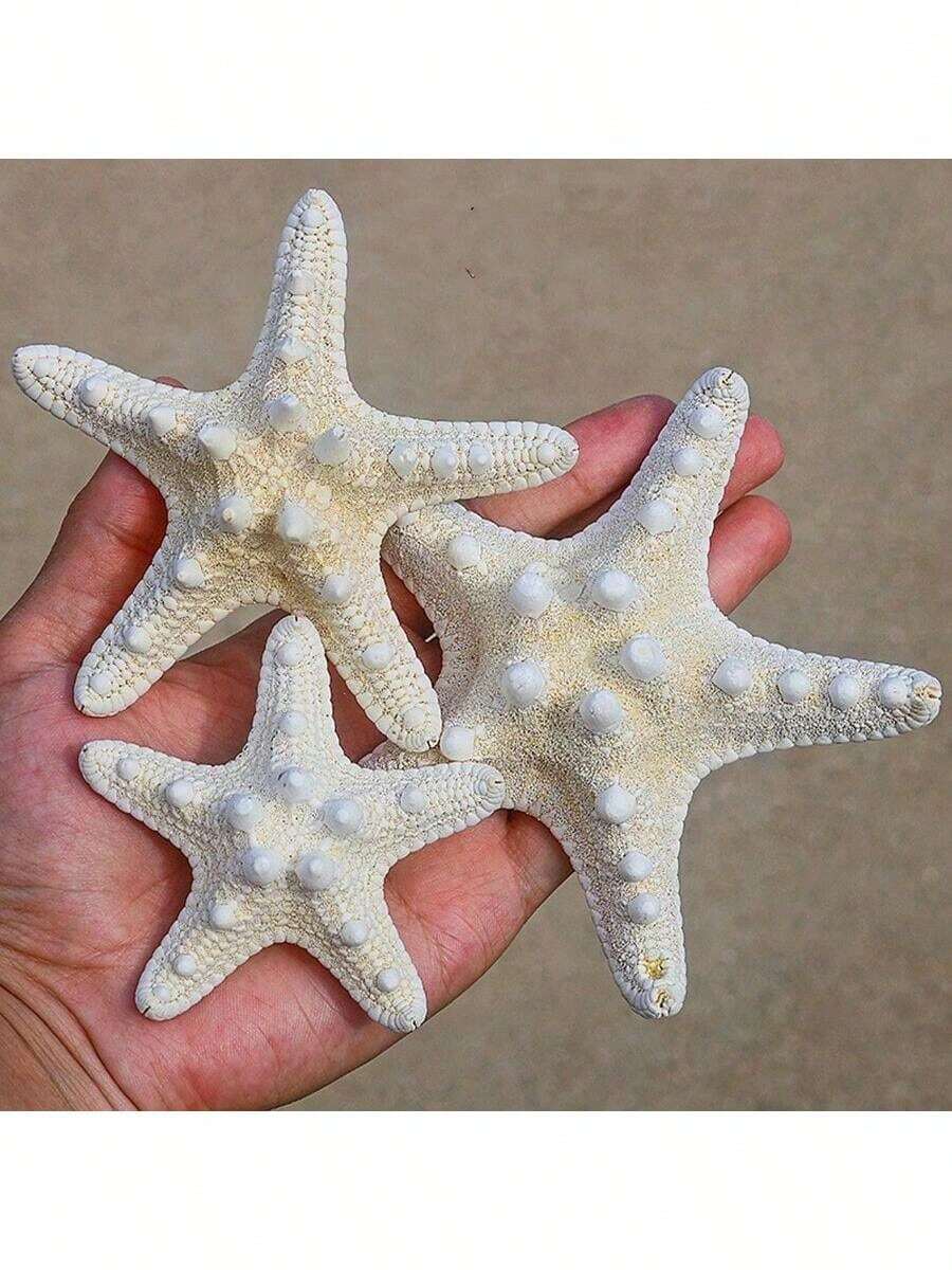 6件天然贝壳、螳螂虾、海星标本,地中海风格平台装饰,海洋主题墙面及家居装饰 - 彩色 - 查看 1